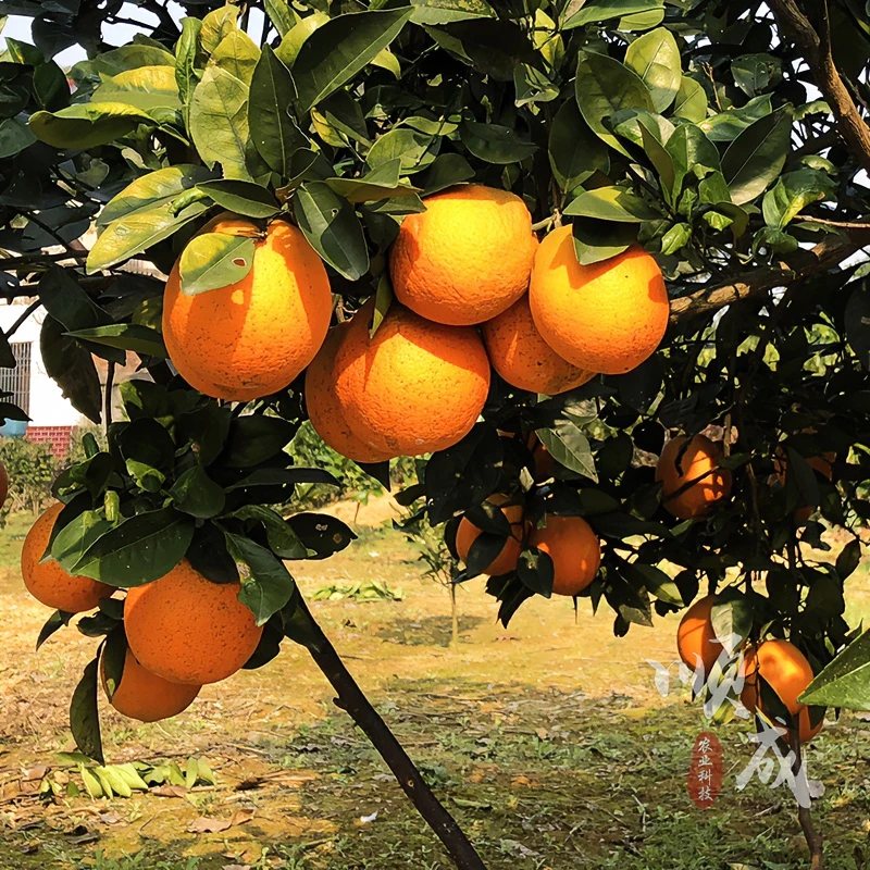 果树苗橙子树苗美国引进蜂蜜橙苗 带蜂蜜香味 浓甜化渣可盆栽地栽