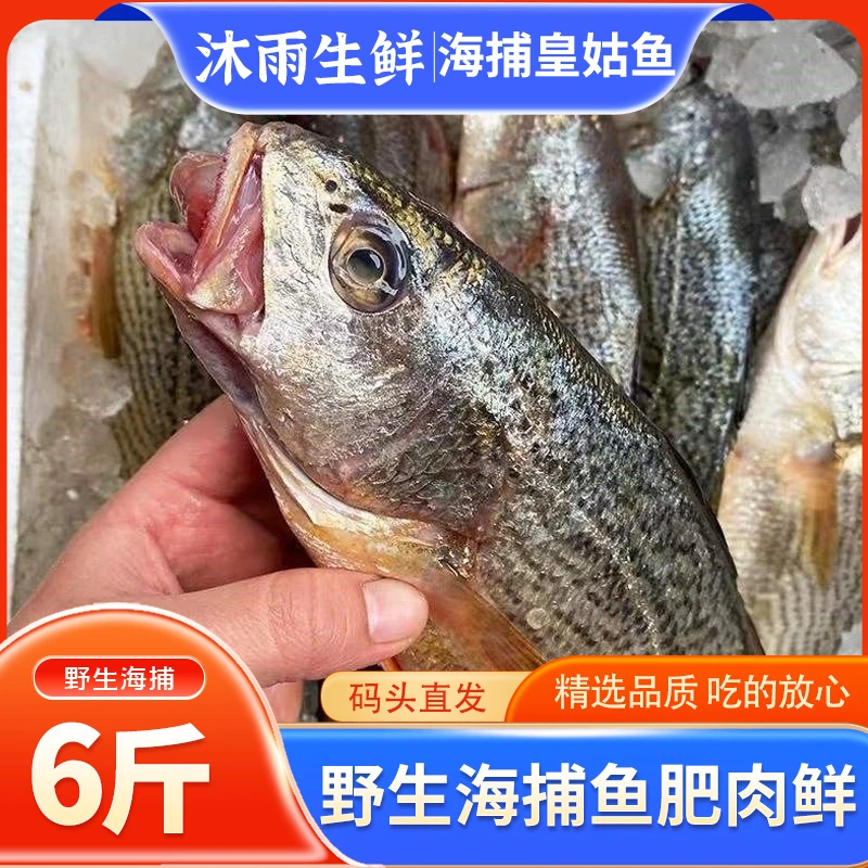 野生海捕黄姑鱼6斤营养海鲜肉质鲜嫩速冻锁鲜冷冻海鱼连云港冷链