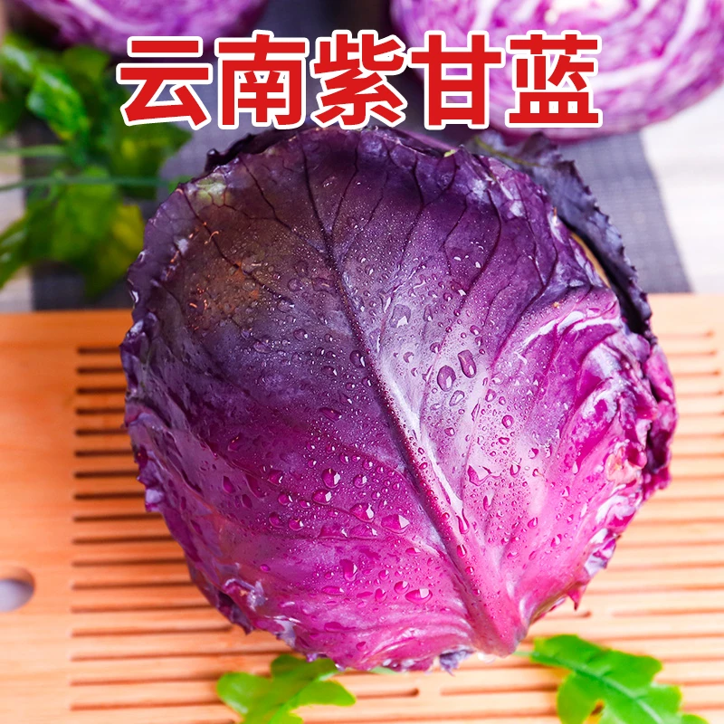 云南新鲜紫甘蓝包菜紫色莲花白蔬菜沙拉卷心菜
