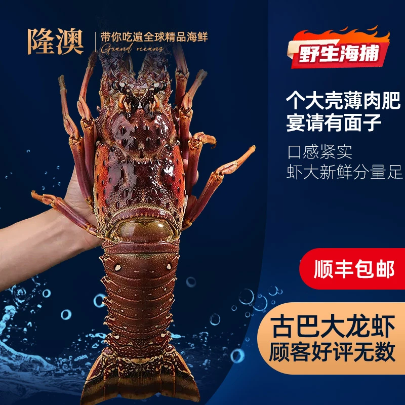 古巴龙虾4斤+