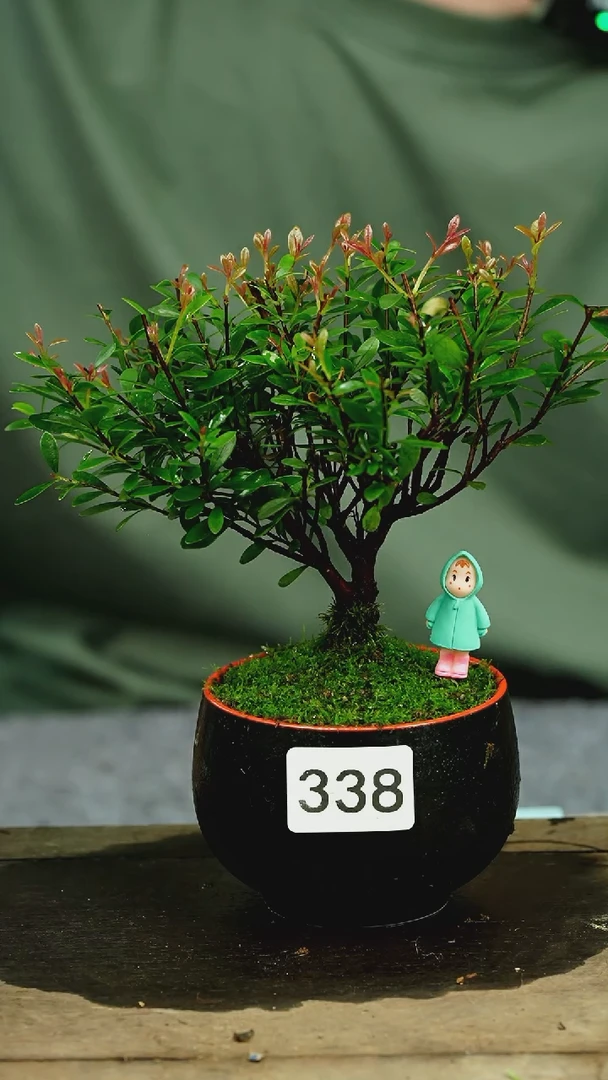【闪购商品】苔藓微景观338号