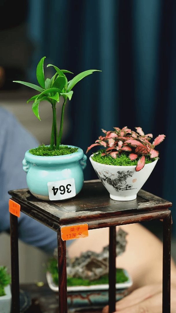 【闪购商品】苔藓微景观364号