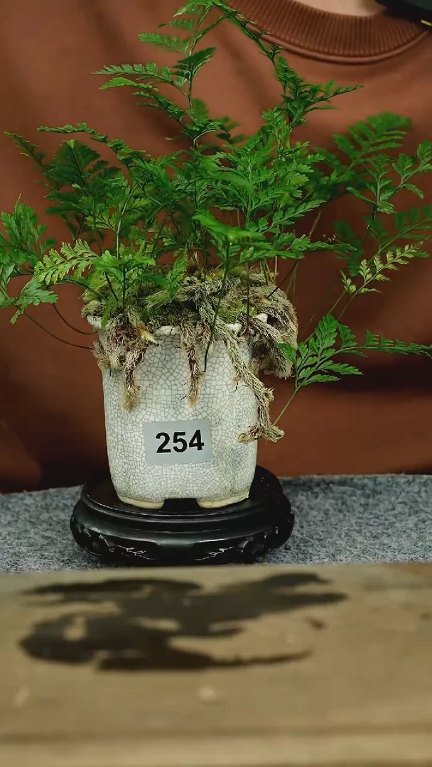 【闪购商品】苔藓微景观254号