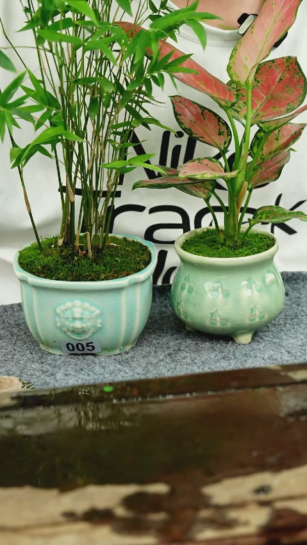 【闪购商品】苔藓微景观005号