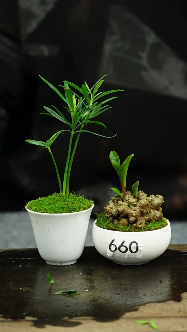 【闪购商品】苔藓微景观660号