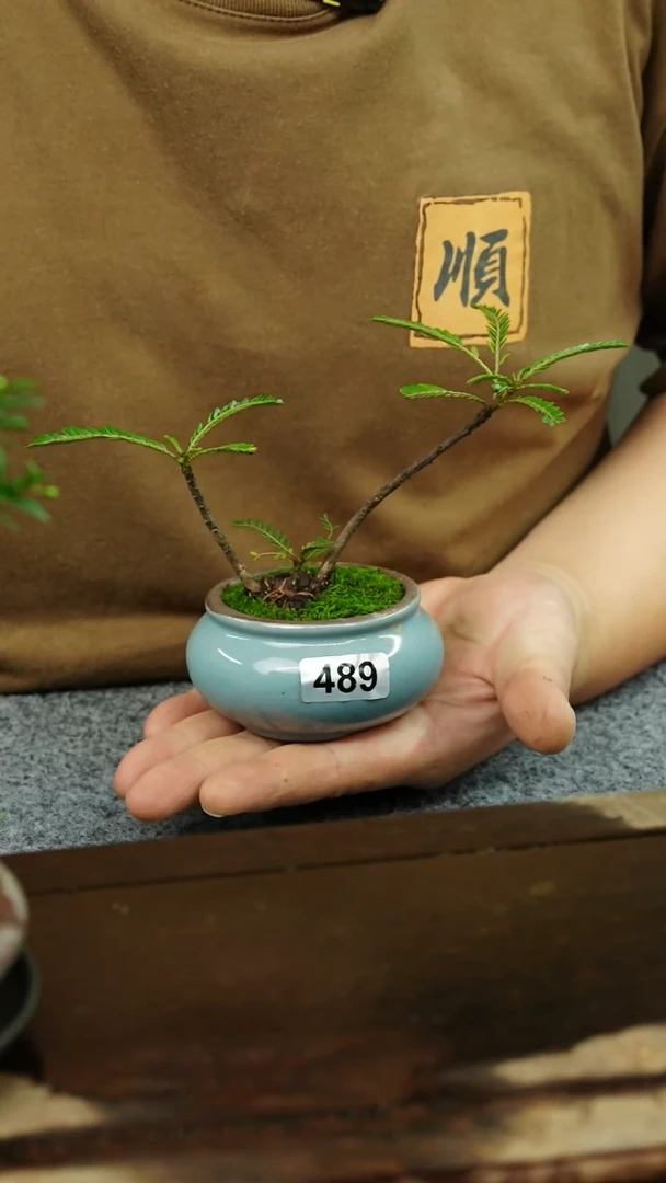 【闪购商品】苔藓微景观489号