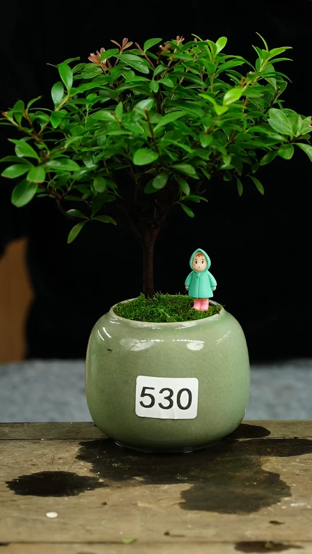 【闪购商品】苔藓微景观530号