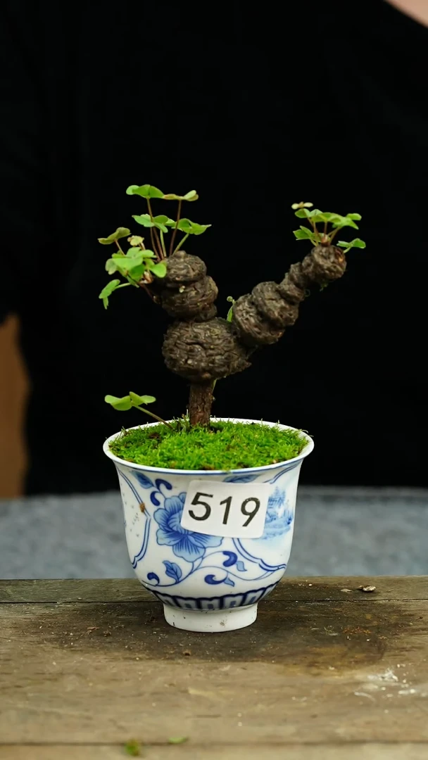 【闪购商品】苔藓微景观519号