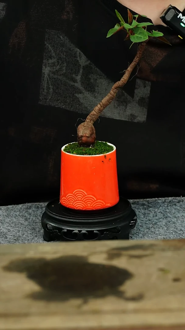 【闪购商品】苔藓微景观459号