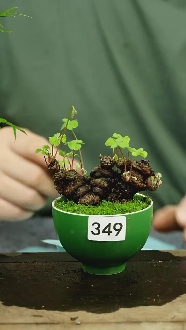 【闪购商品】苔藓微景观349号