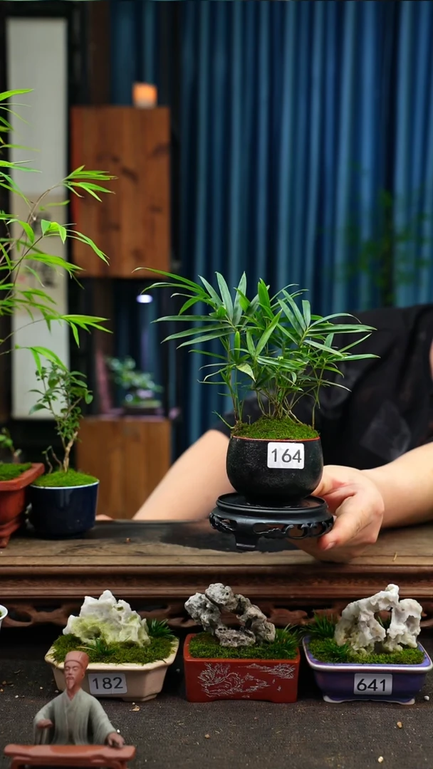 【闪购商品】苔藓微景观164号