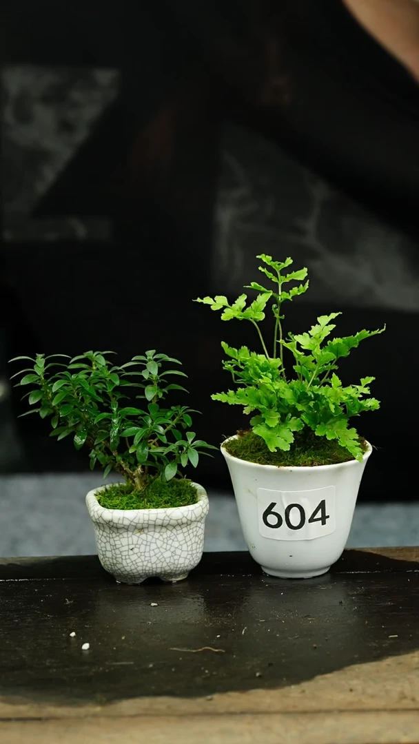 【闪购商品】苔藓微景观604号