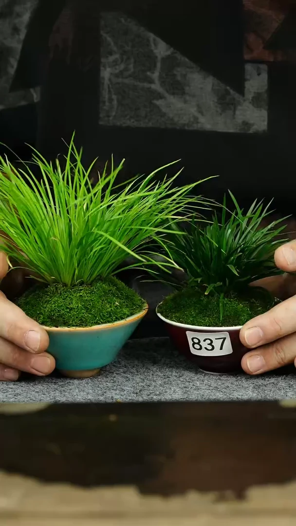 【闪购商品】苔藓微景观837号