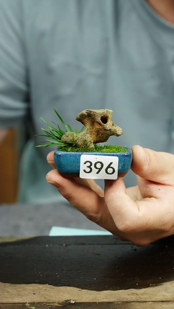 【闪购商品】苔藓微景观396号