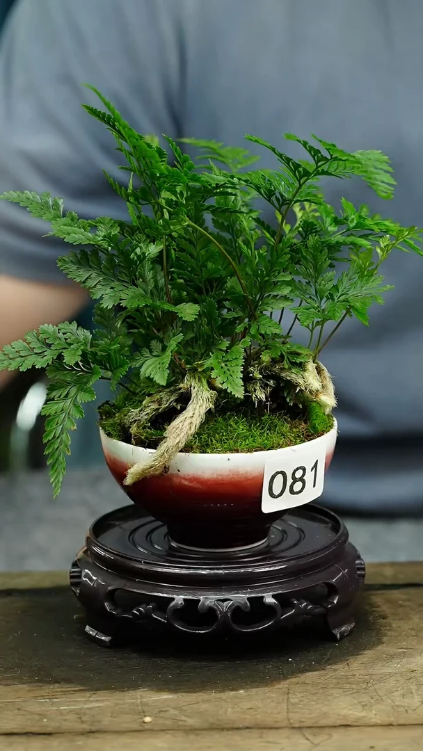 【闪购商品】苔藓微景观081号