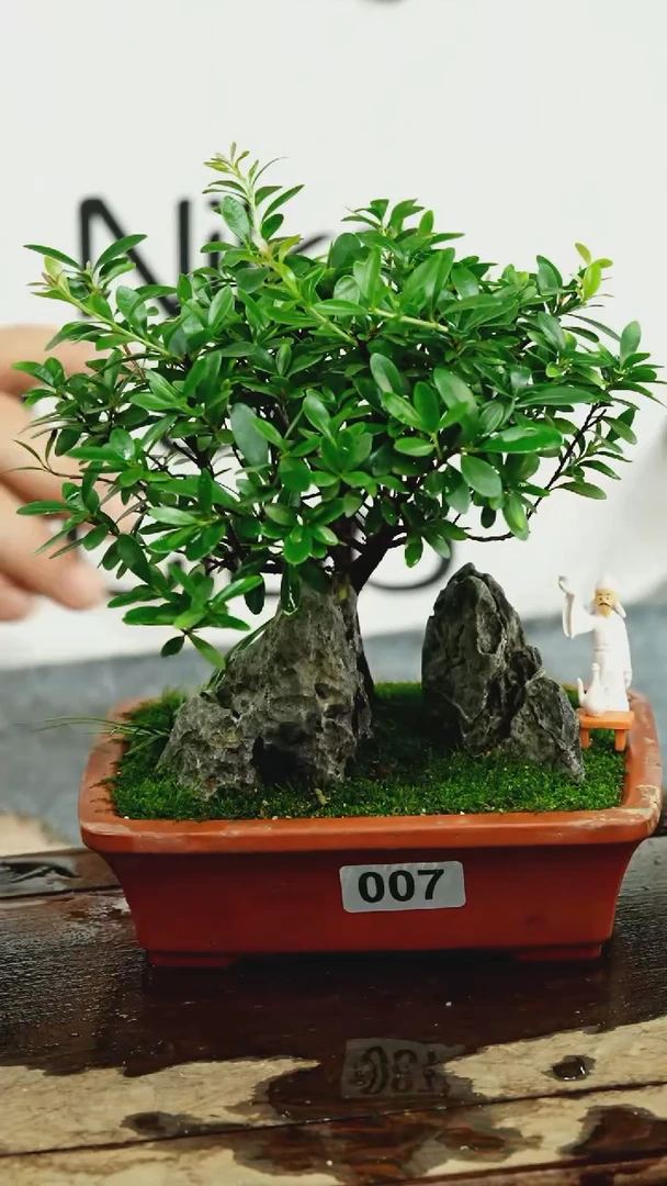 【闪购商品】苔藓微景观007号