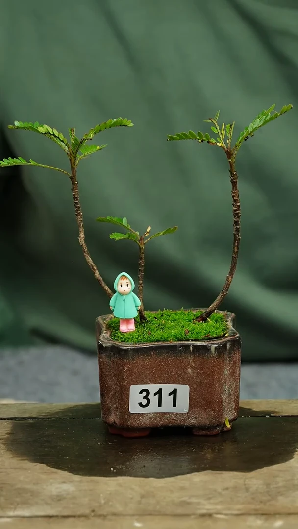 【闪购商品】苔藓微景观311号