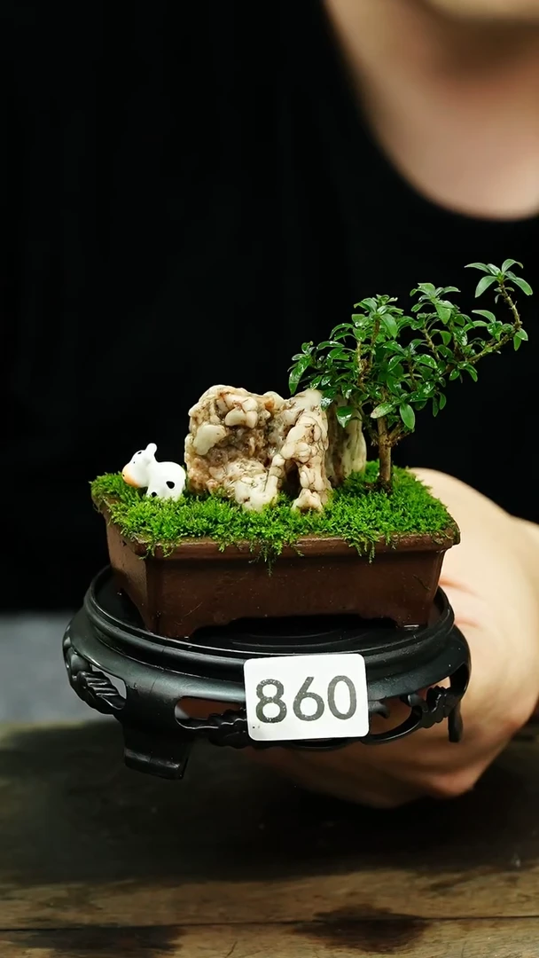 【闪购商品】苔藓微景观860号