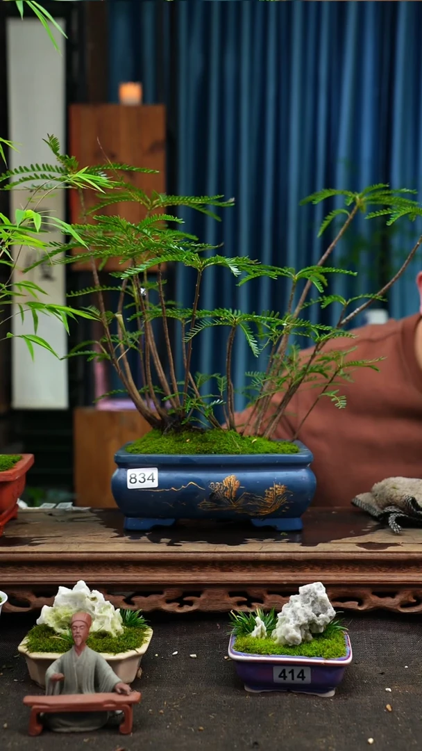 【闪购商品】苔藓微景观834号