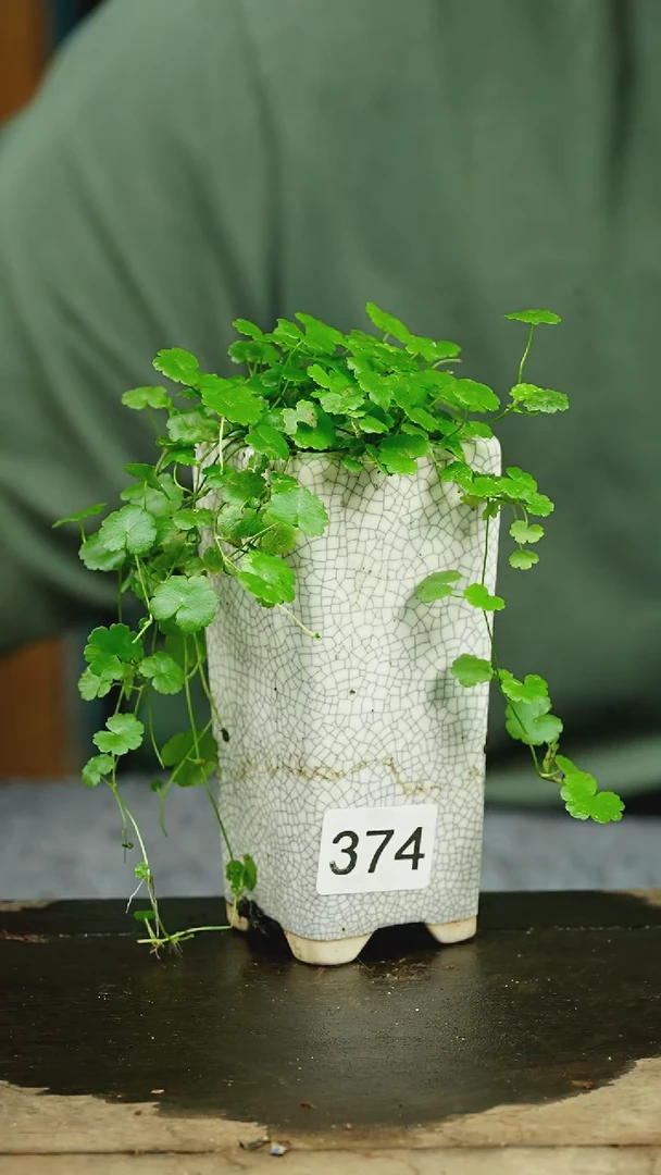 【闪购商品】苔藓微景观374号