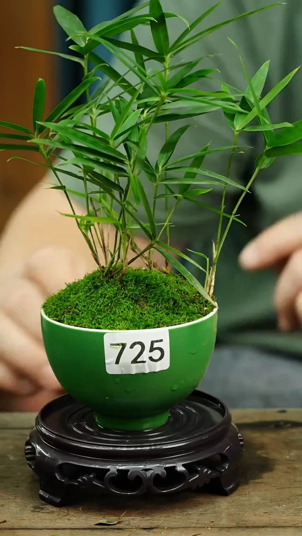 【闪购商品】苔藓微景观725号