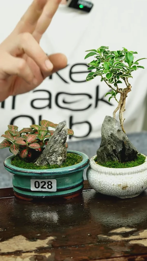 【闪购商品】苔藓微景观028号