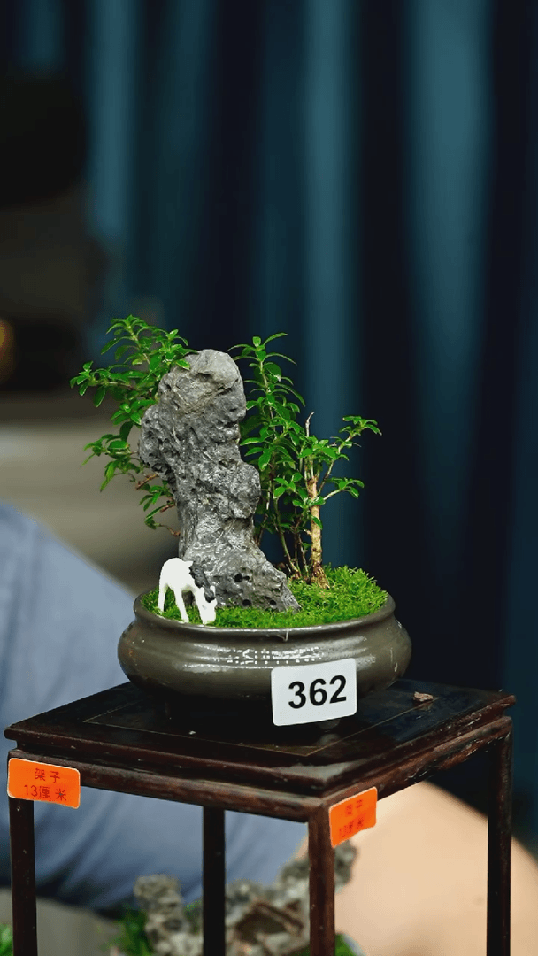 【闪购商品】苔藓微景观362号