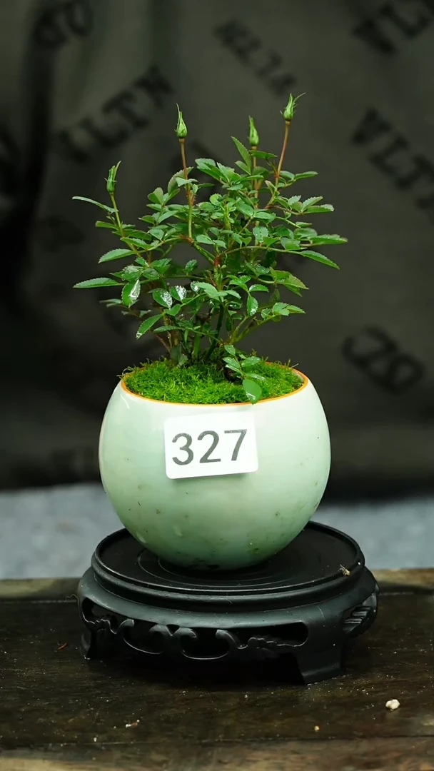 【闪购商品】苔藓微景观327号