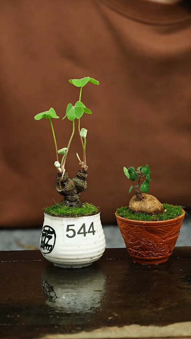【闪购商品】苔藓微景观544号