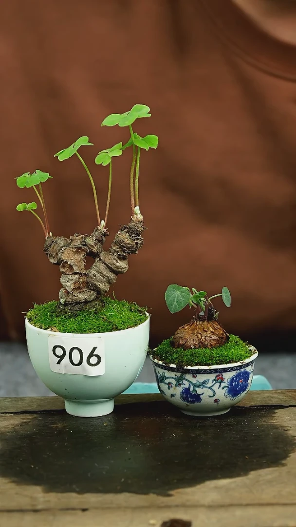 【闪购商品】苔藓微景观906号