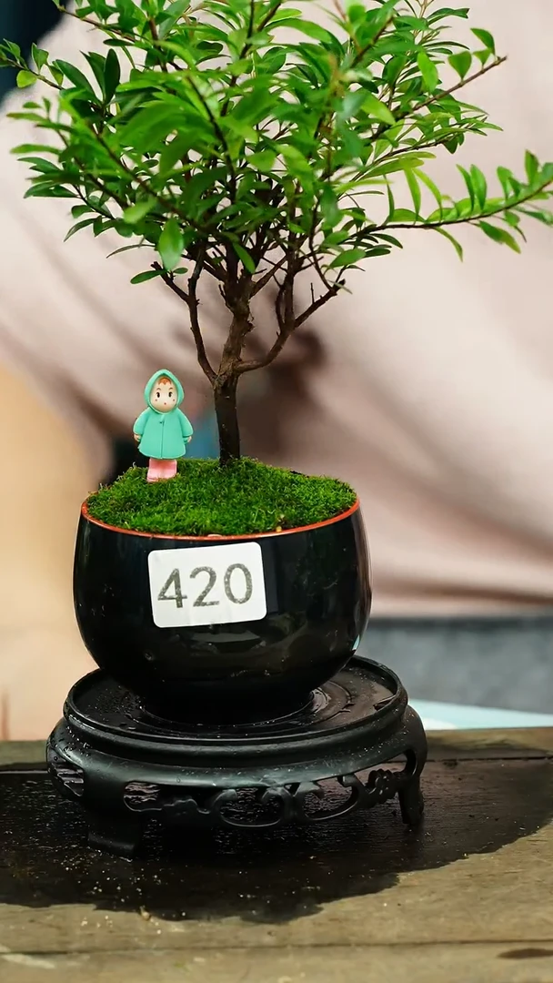 【闪购商品】苔藓微景观420号