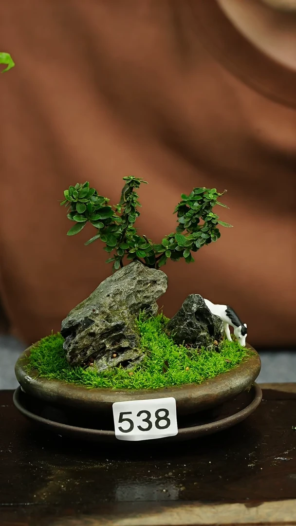 【闪购商品】苔藓微景观538号