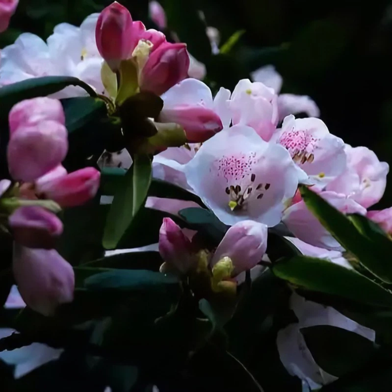 香妃山茶花盆栽庭院绿植四季开花室内外观赏植物
