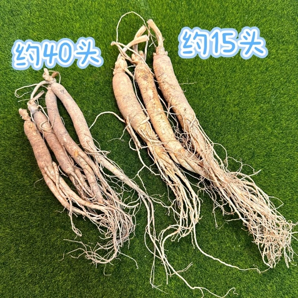 【周年庆】长白山带土新鲜人参 480-500克