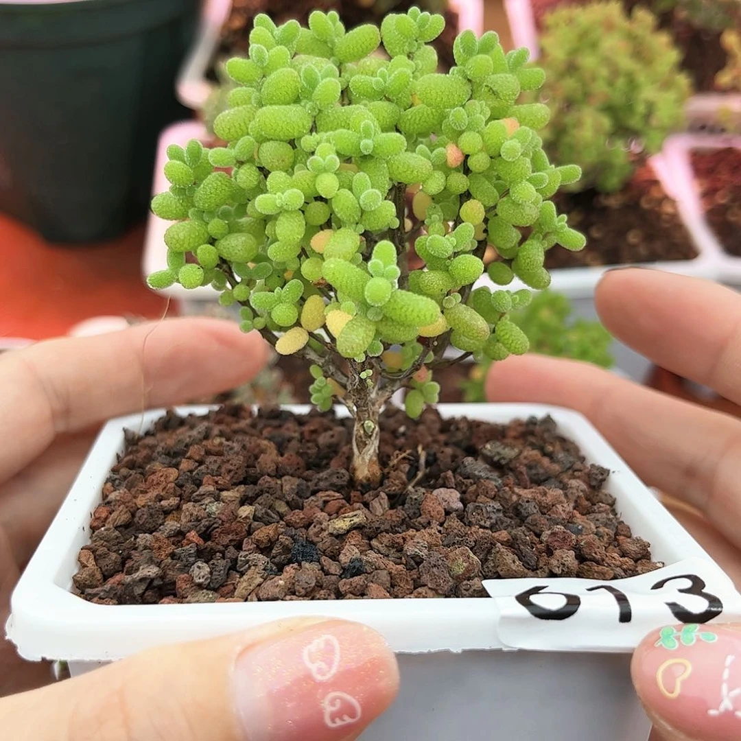 613金橘可爱多肉植物