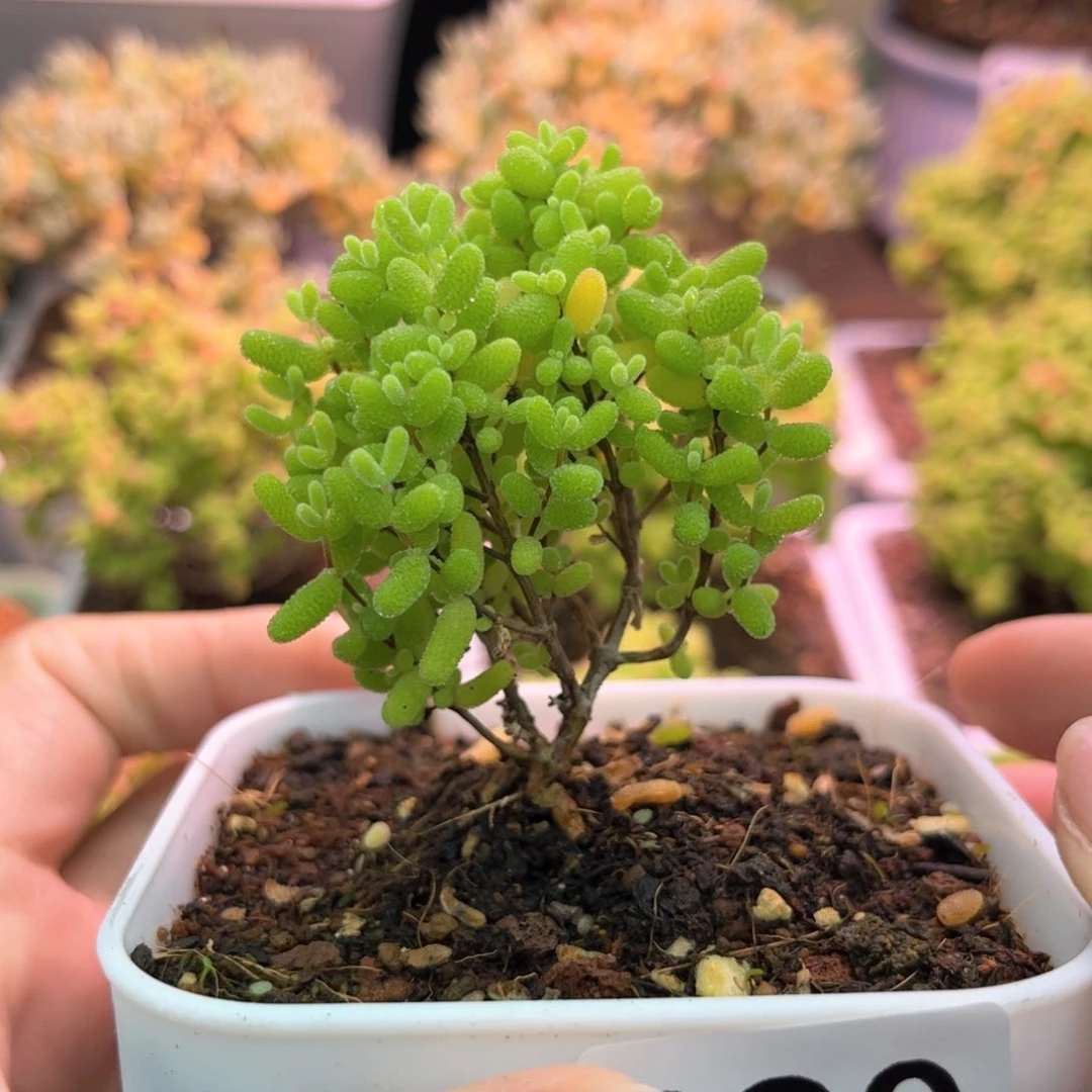 390蜜橘可爱多肉植物