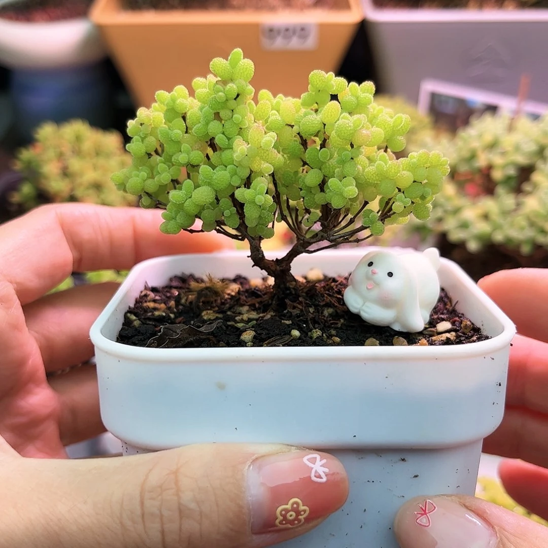 074蜜桔可爱多肉植物