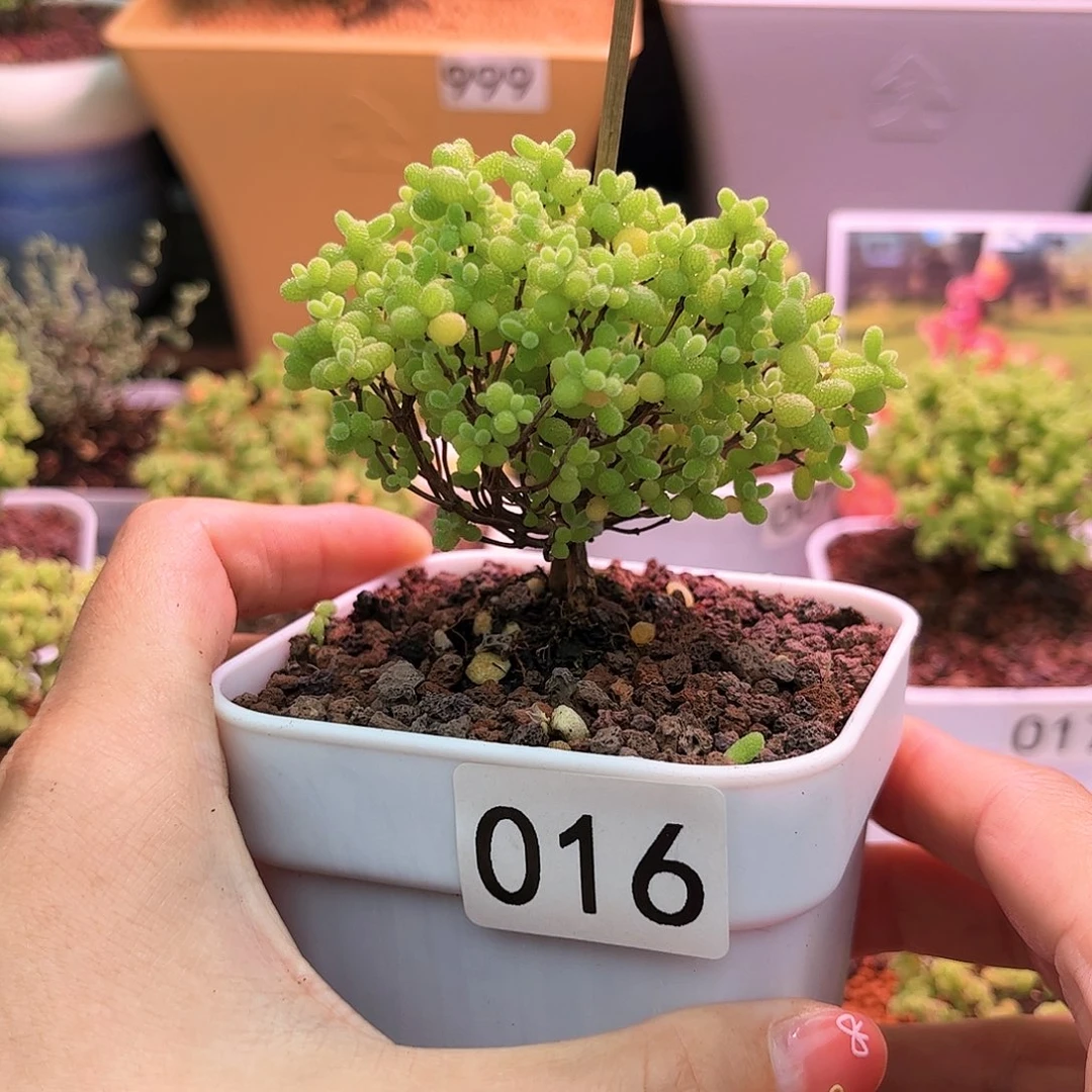 016蜜桔可爱多肉植物