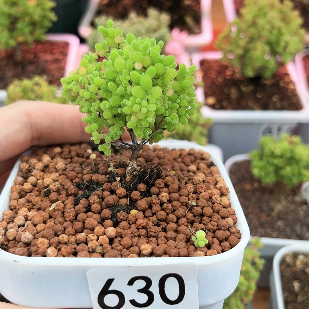 630蜜桔可爱多肉植物