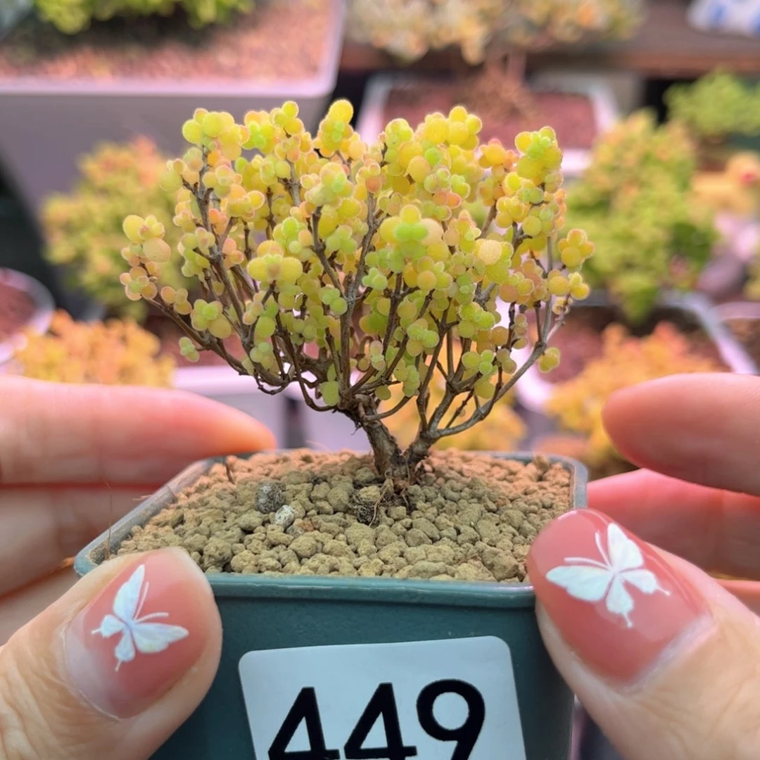 449蜜橘可爱多肉植物