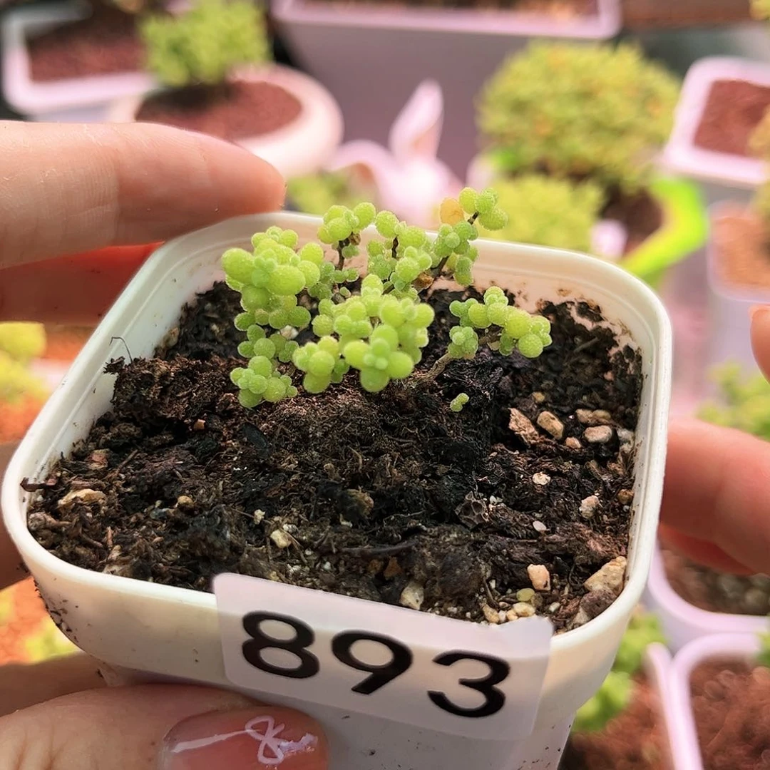 893蜜桔可爱多肉植物