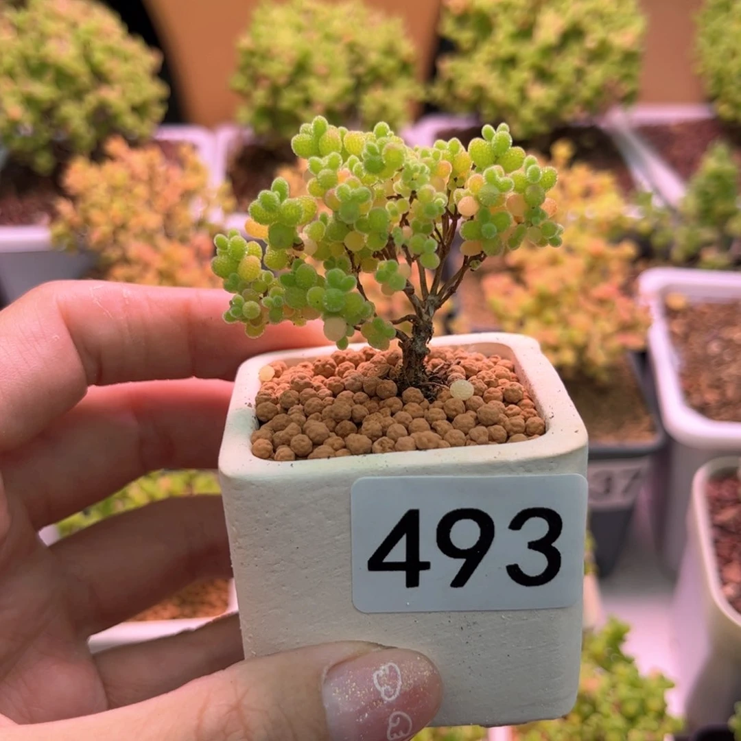 493蜜橘可爱多肉植物