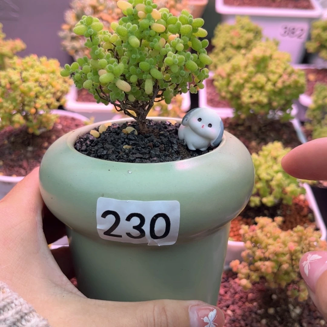 230蜜橘带盆可爱多肉植物
