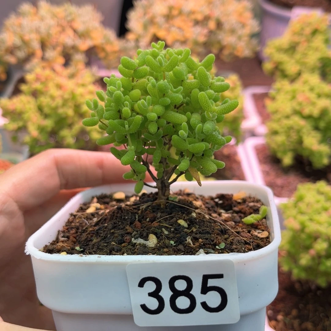 385蜜橘可爱多肉植物