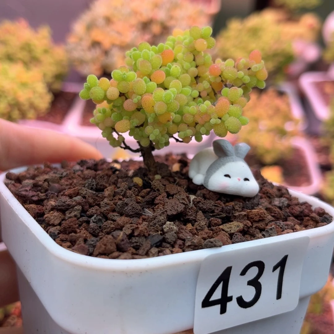 431精控蜜橘可爱多肉植物