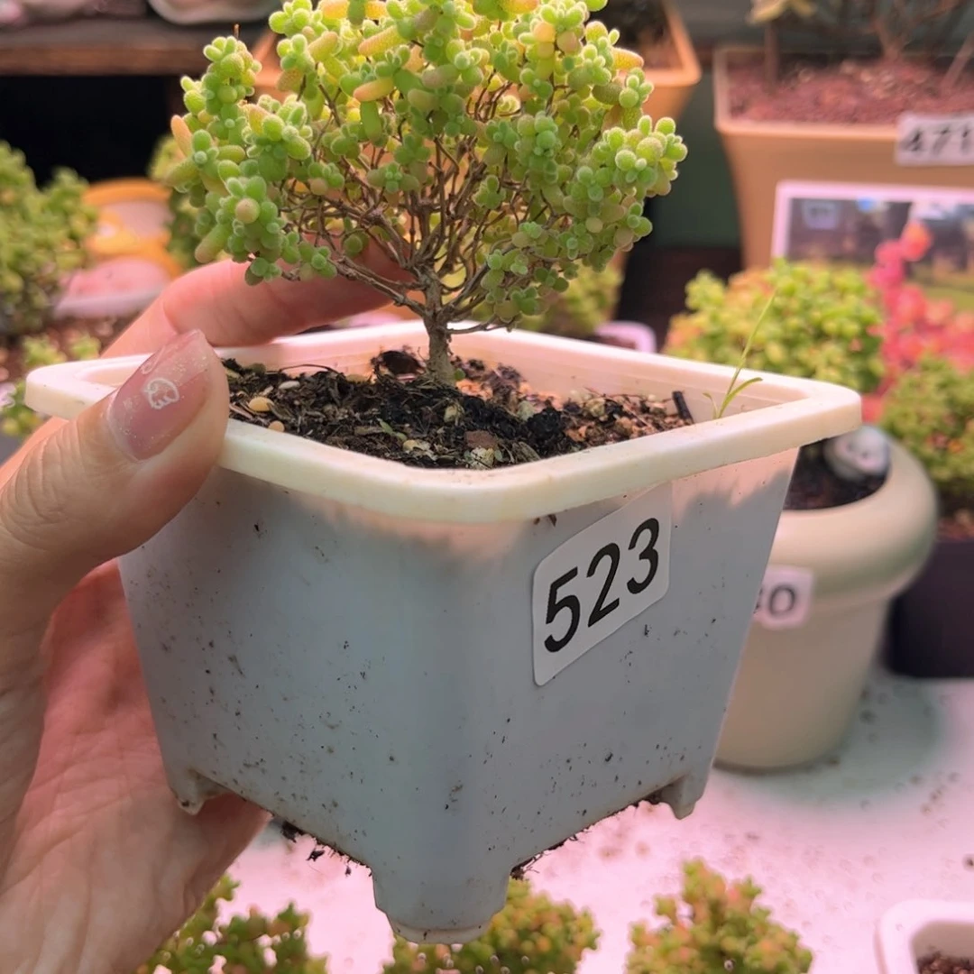 523蜜橘可爱多肉植物