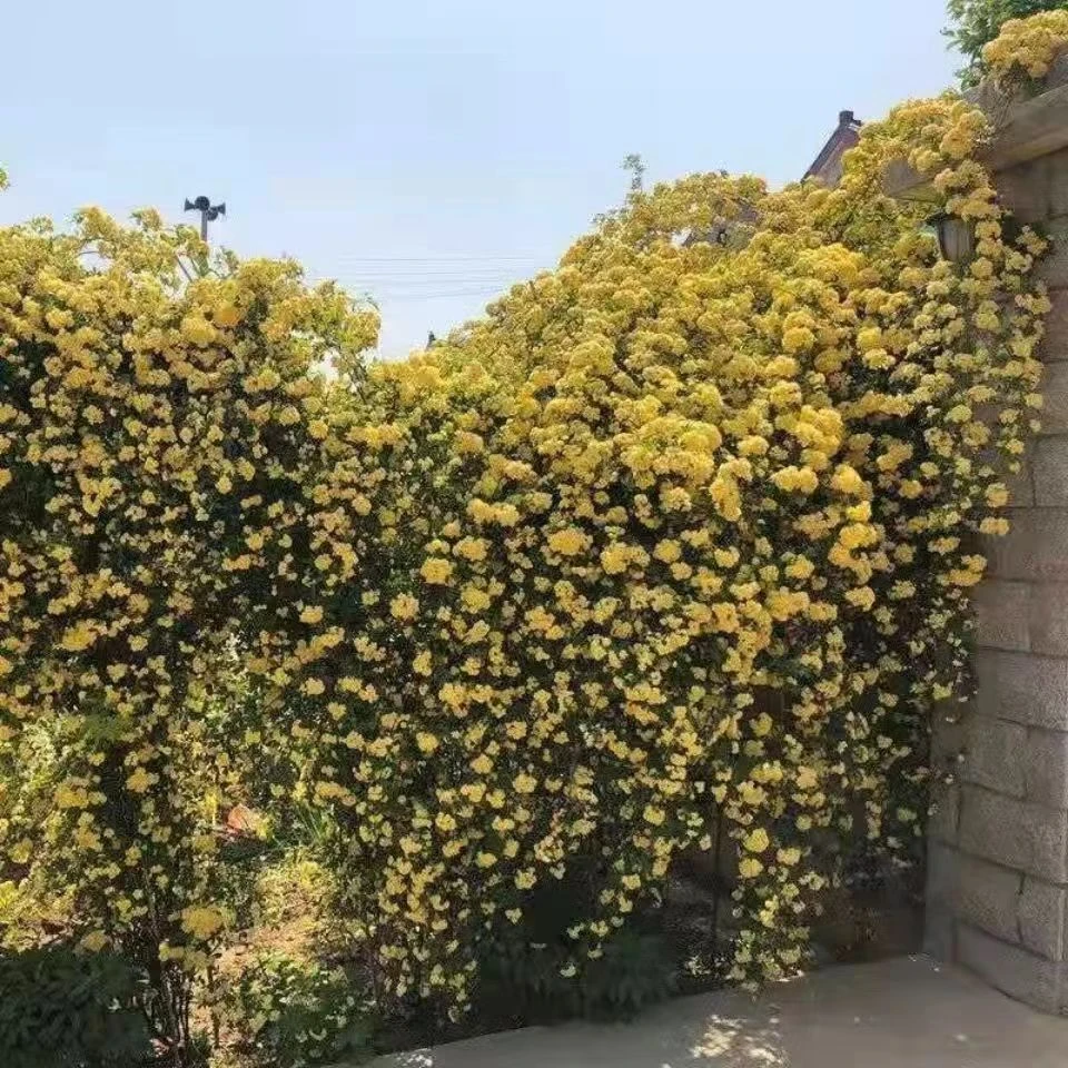 黄木香花卉绿植盆栽地载庭院阳台好养活植物开花爆满