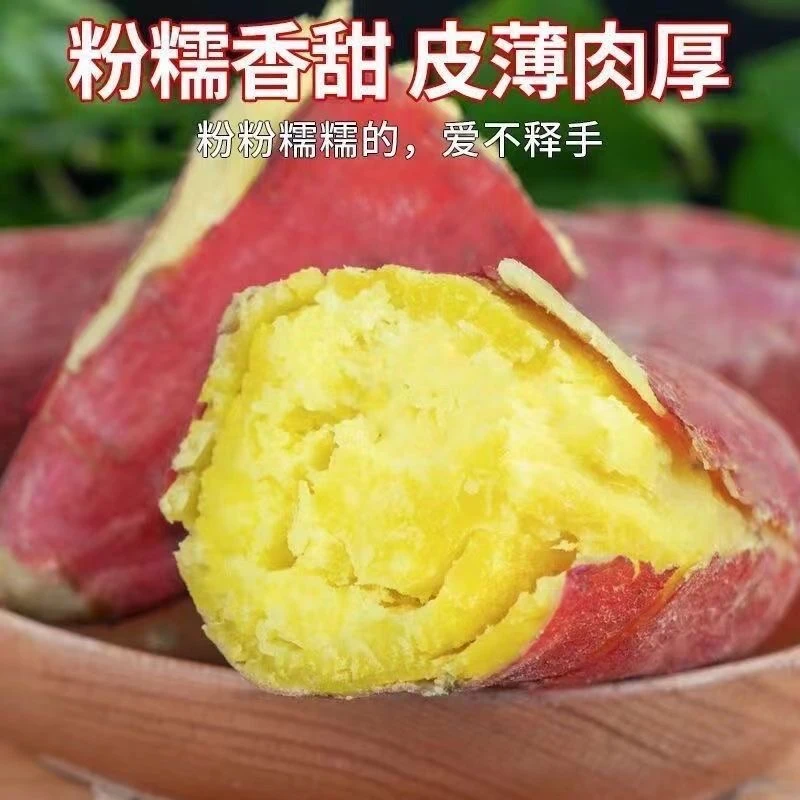 沙地板栗薯粉糯香甜黄心红薯地瓜蜜薯农家现挖现发3/5斤/9斤