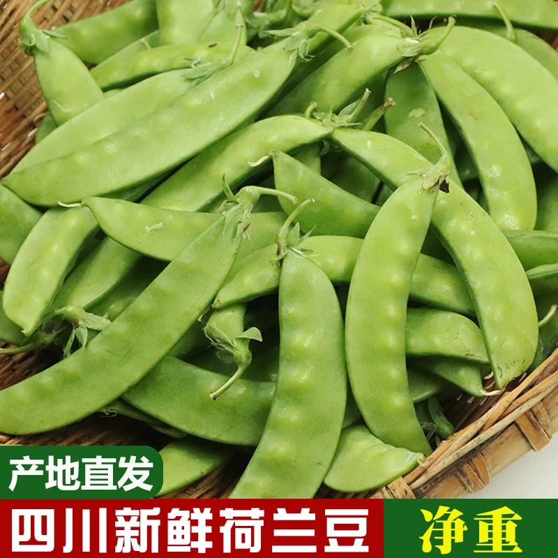 奔跑的左脚四川新鲜现摘荷兰豆扁豆新鲜脆兰豆2斤/3斤