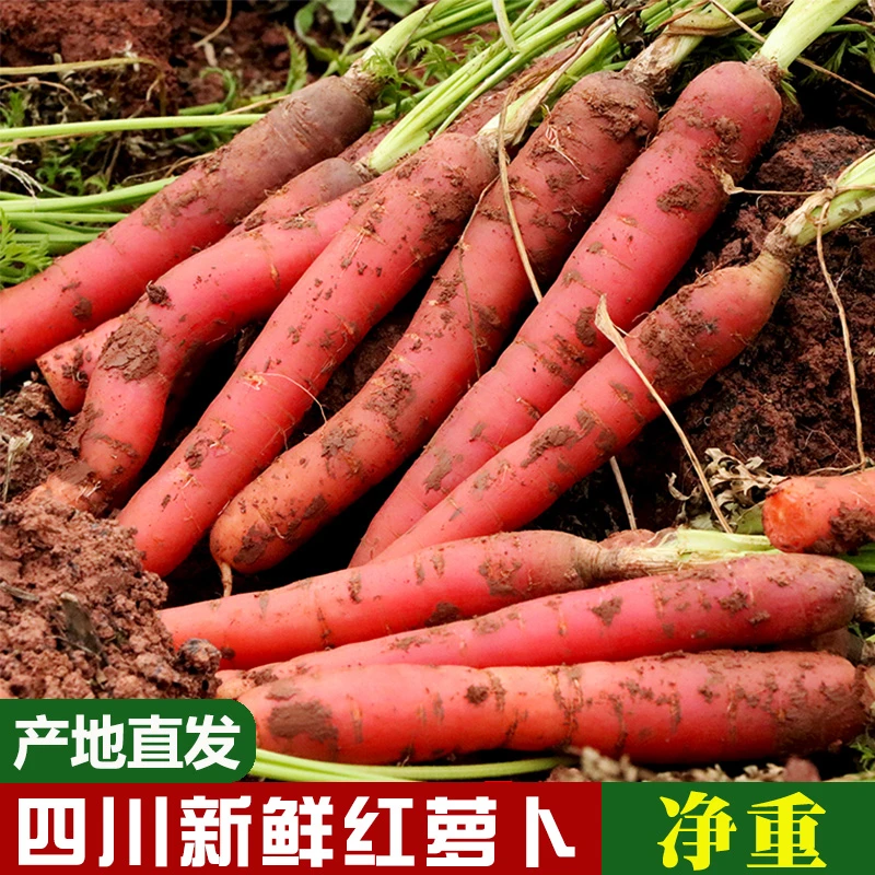 四川新鲜红萝卜3斤/5斤/8斤